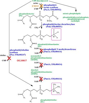 ExoS/ChvI Two-Component Signal-Transduction System Activated in the Absence of Bacterial Phosphatidylcholine